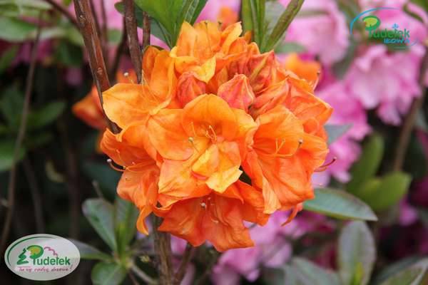 Azalia Goldköpfchen